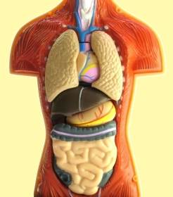 anatomia
